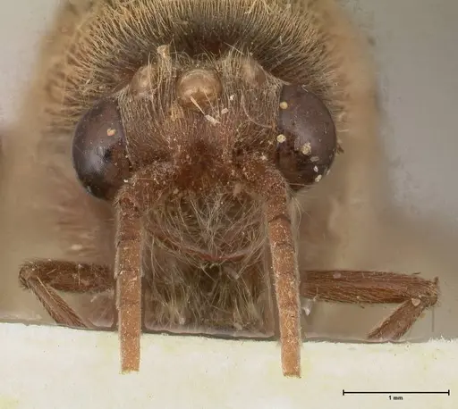 Neivamyrmex pertii - FOCOL0677