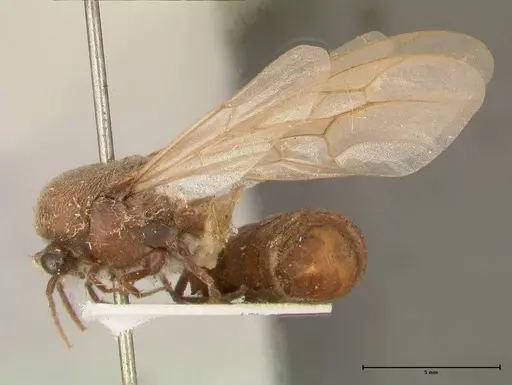 Neivamyrmex pertii - FOCOL0677