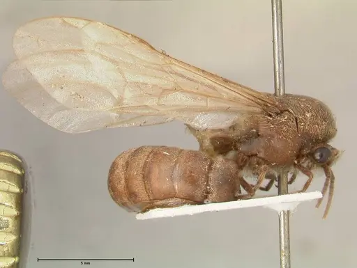 Neivamyrmex pertii - FOCOL0677