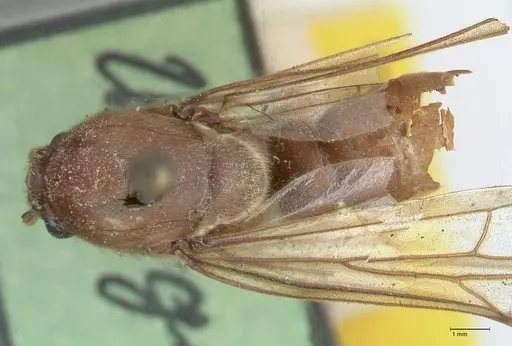 Neivamyrmex pertii - FOCOL1138