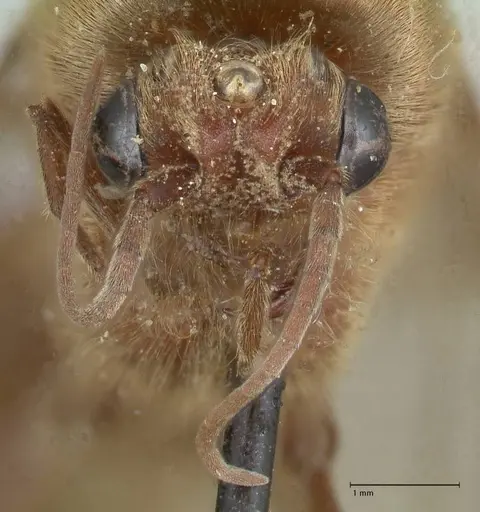 Neivamyrmex pertii - FOCOL1138