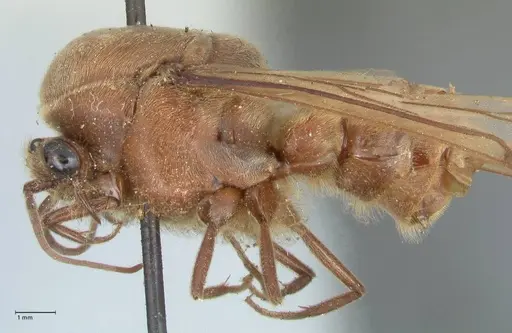 Neivamyrmex pertii - FOCOL1138