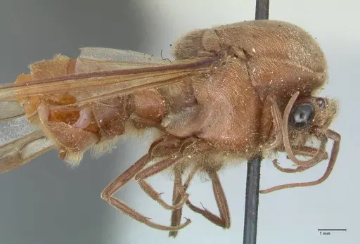 Neivamyrmex pertii - FOCOL1138