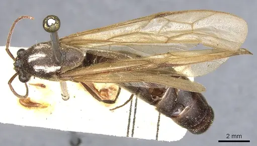 Neivamyrmex physognathus specimen