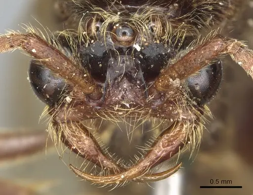 Neivamyrmex physognathus specimen