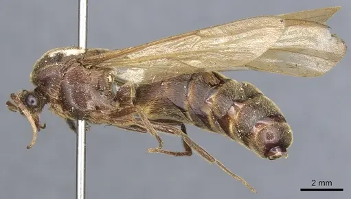 Neivamyrmex physognathus specimen