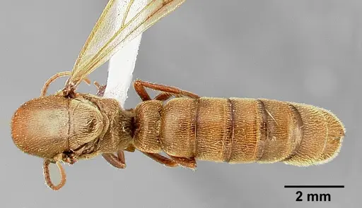 Neivamyrmex pilosus specimen