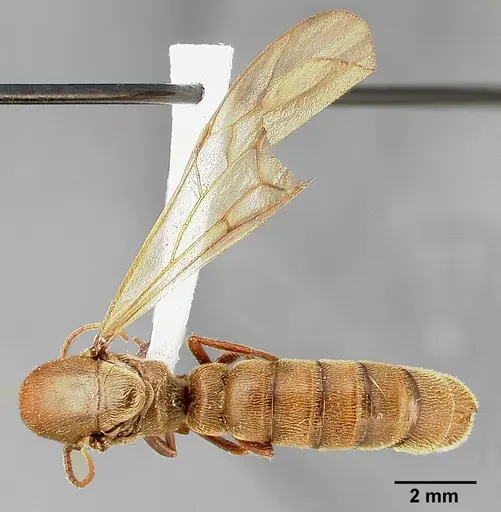 Neivamyrmex pilosus specimen