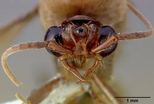 Neivamyrmex pilosus - CASENT0005335