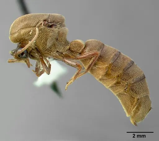 Neivamyrmex pilosus - CASENT0005335