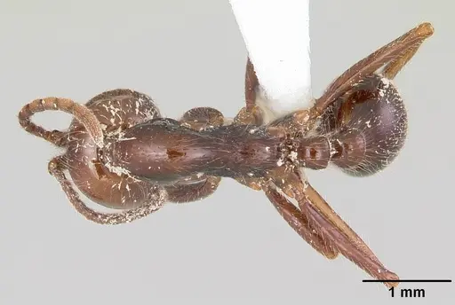 Neivamyrmex pilosus - CASENT0104749