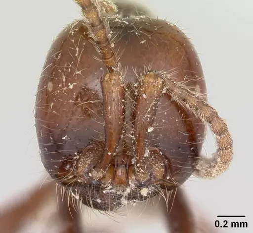 Neivamyrmex pilosus - CASENT0104749