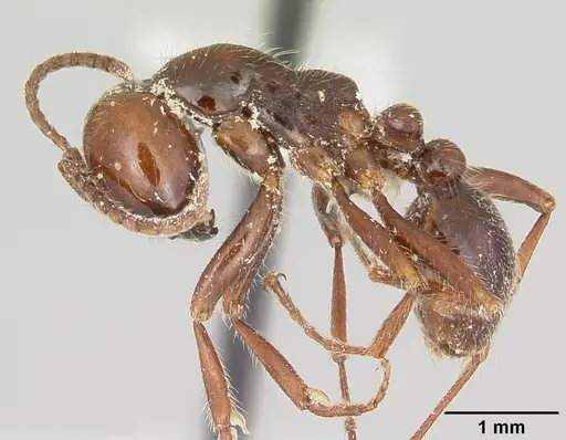 Neivamyrmex pilosus - CASENT0104749