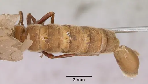 Neivamyrmex pilosus - CASENT0104891