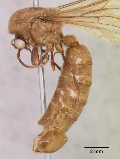 Neivamyrmex pilosus - CASENT0104891