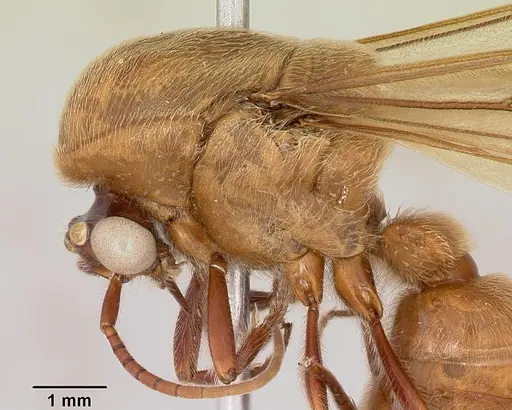 Neivamyrmex pilosus - CASENT0104891