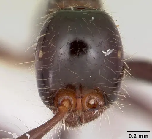 Neivamyrmex pilosus - CASENT0104892