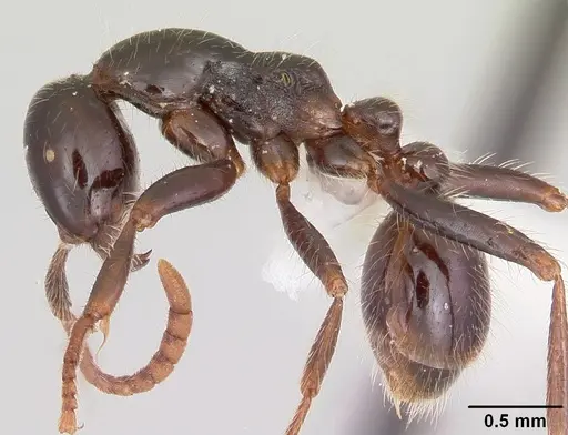 Neivamyrmex pilosus - CASENT0104892