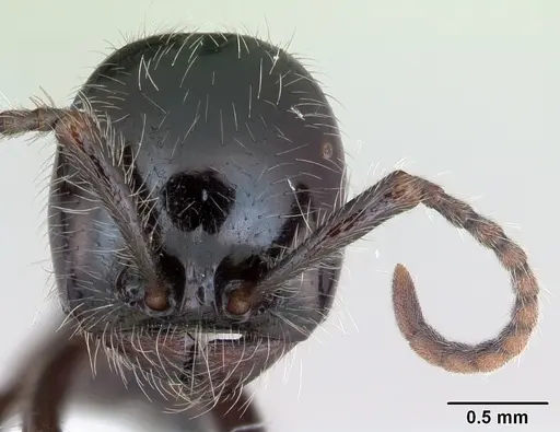 Neivamyrmex pilosus - CASENT0173529