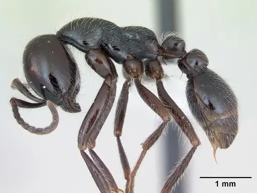 Neivamyrmex pilosus - CASENT0173529