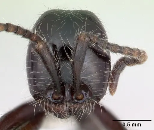 Neivamyrmex pilosus - CASENT0173530