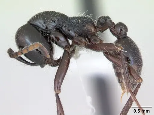 Neivamyrmex pilosus - CASENT0173530