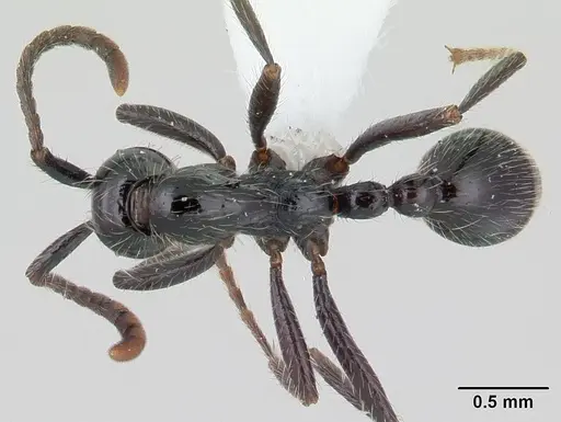 Neivamyrmex pilosus - CASENT0178599