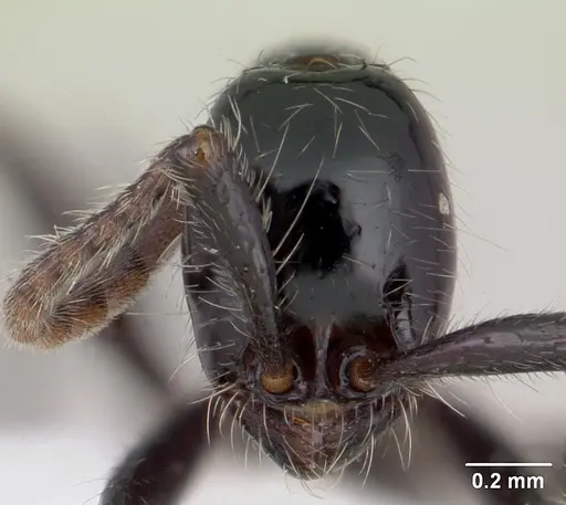 Neivamyrmex pilosus - CASENT0178599