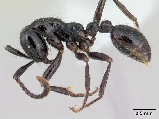 Neivamyrmex pilosus - CASENT0178599