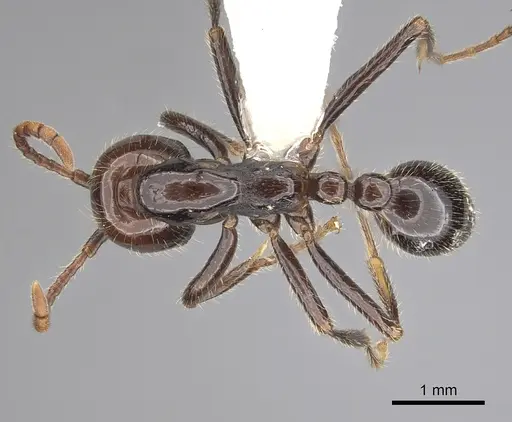 Neivamyrmex pilosus - CASENT0249500