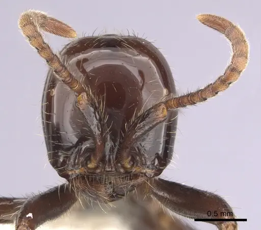 Neivamyrmex pilosus - CASENT0249500