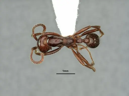 Neivamyrmex pilosus - CASENT0883402