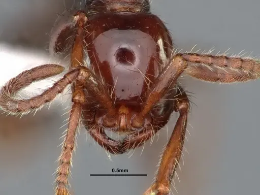 Neivamyrmex pilosus - CASENT0883402