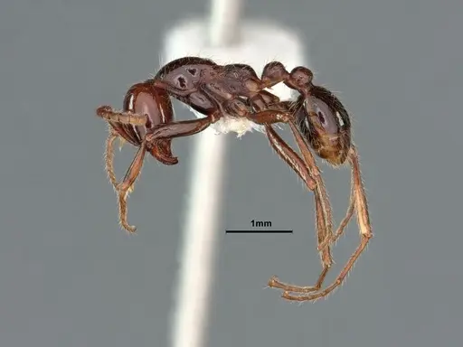 Neivamyrmex pilosus - CASENT0883402