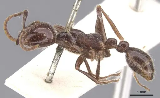 Neivamyrmex pilosus - CASENT0902654