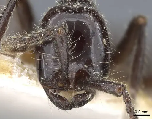 Neivamyrmex pilosus - CASENT0905971