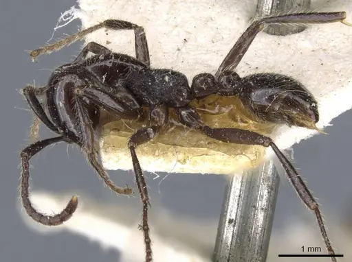 Neivamyrmex pilosus - CASENT0905971