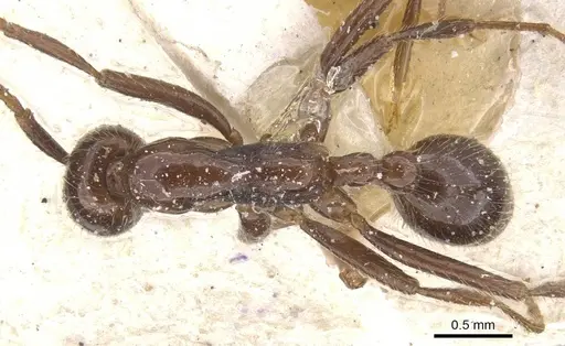 Neivamyrmex pilosus - CASENT0911404