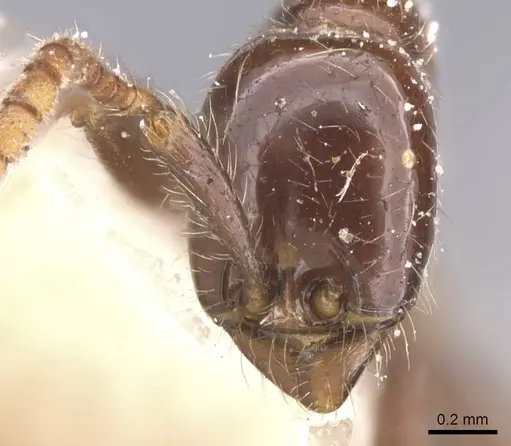 Neivamyrmex pilosus - CASENT0911404