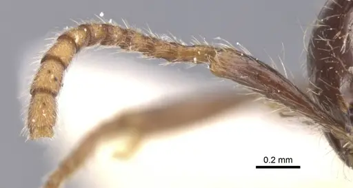 Neivamyrmex pilosus - CASENT0911404