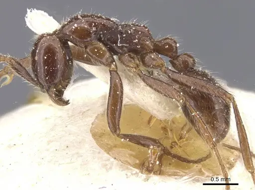 Neivamyrmex pilosus - CASENT0911404