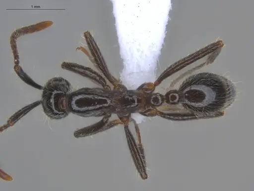 Neivamyrmex pilosus - ECOFOG-HC-0059