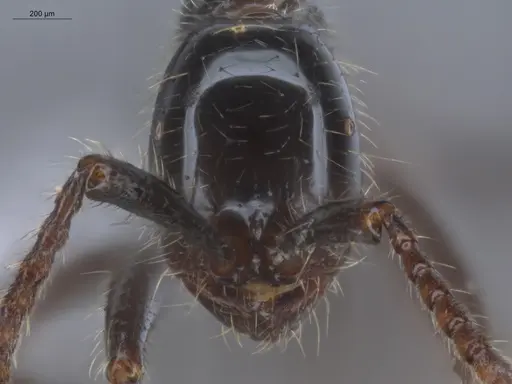 Neivamyrmex pilosus - ECOFOG-HC-0059