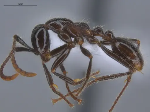 Neivamyrmex pilosus - ECOFOG-HC-0059