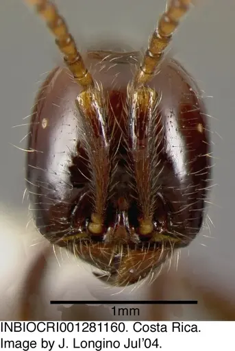 Neivamyrmex pilosus - INBIOCRI001281160