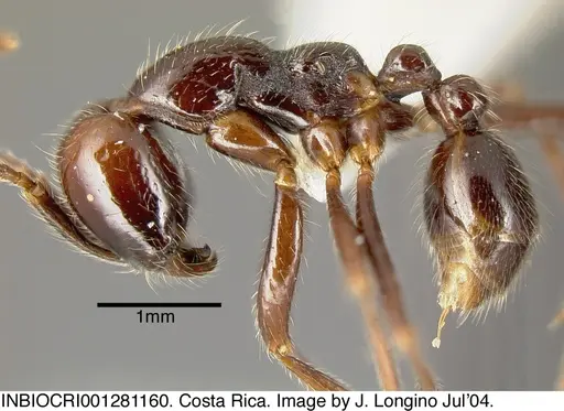 Neivamyrmex pilosus - INBIOCRI001281160