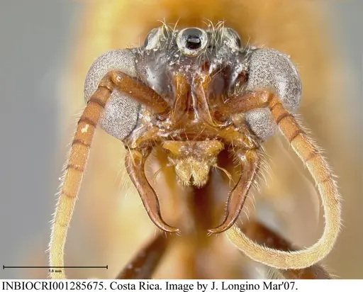 Neivamyrmex pilosus - INBIOCRI001285675