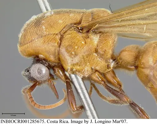 Neivamyrmex pilosus - INBIOCRI001285675