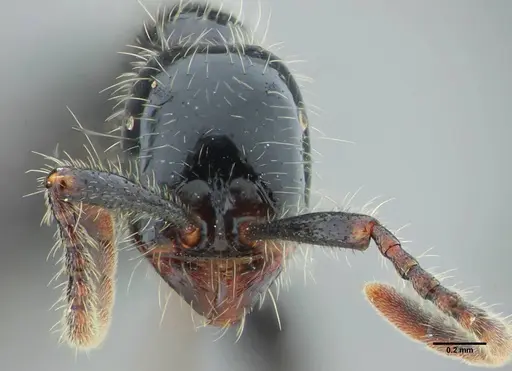 Neivamyrmex pilosus - UFV-LABECOL-003518