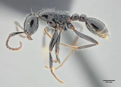 Neivamyrmex pilosus - UFV-LABECOL-003518